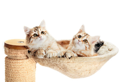 Wybieramy drapak dla kota — jak dopasować koci mebel do Twojego wnętrza?